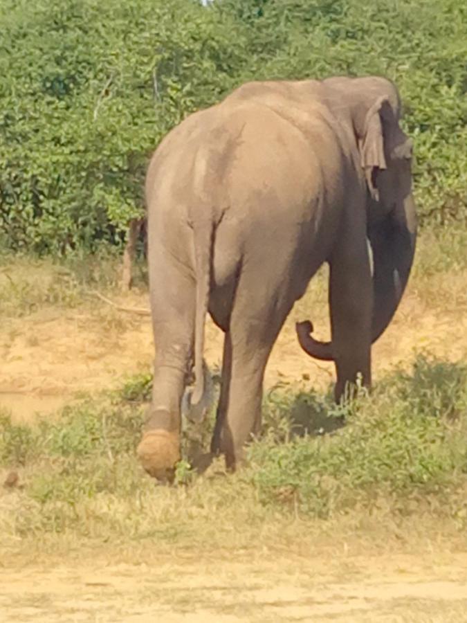 Coconut Island Yala Safari Place ทิซซามาฮารามา ภายนอก รูปภาพ