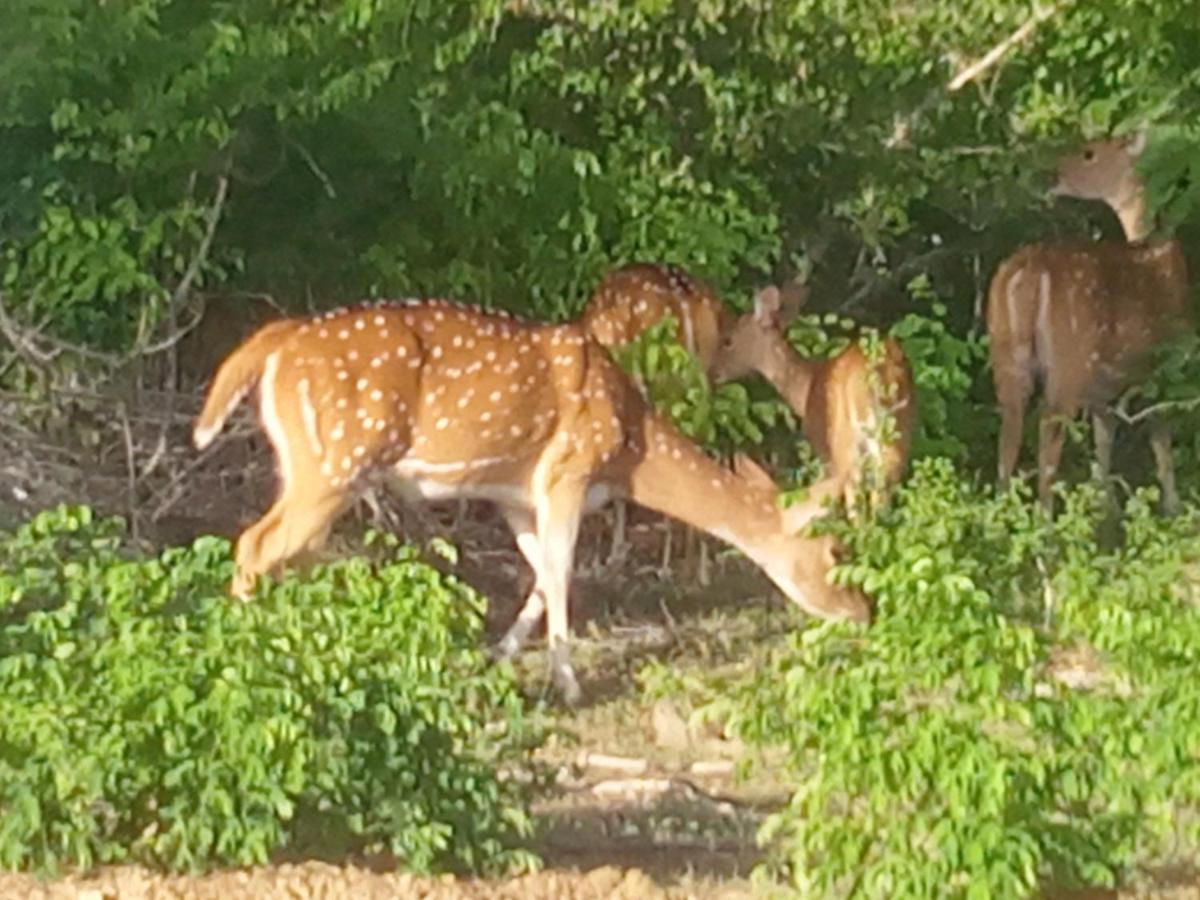 Coconut Island Yala Safari Place ทิซซามาฮารามา ภายนอก รูปภาพ